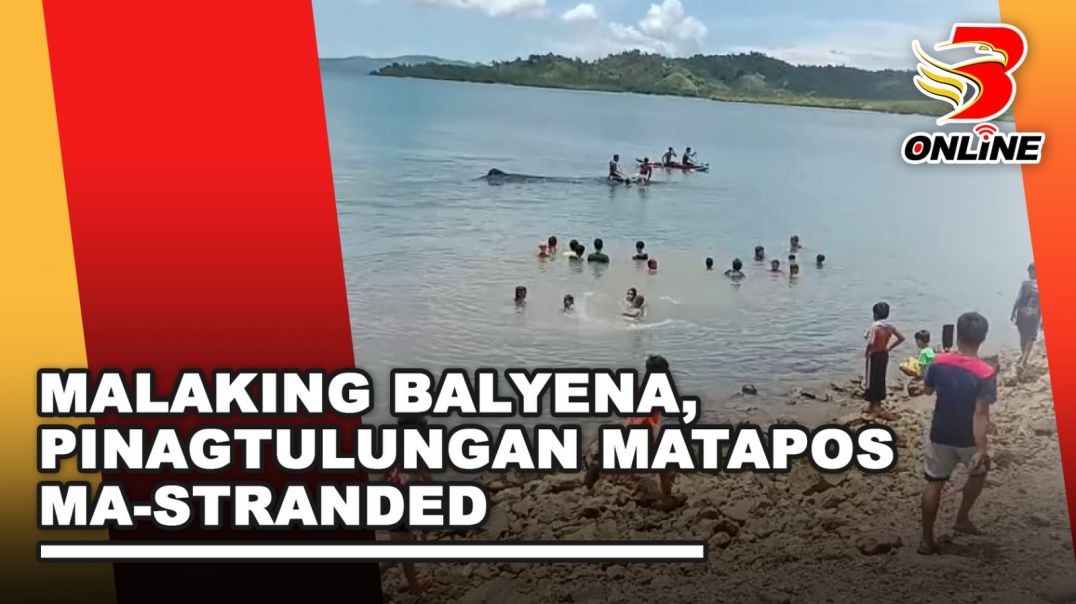 Malaking balyena, pinagtulungan matapos ma-stranded