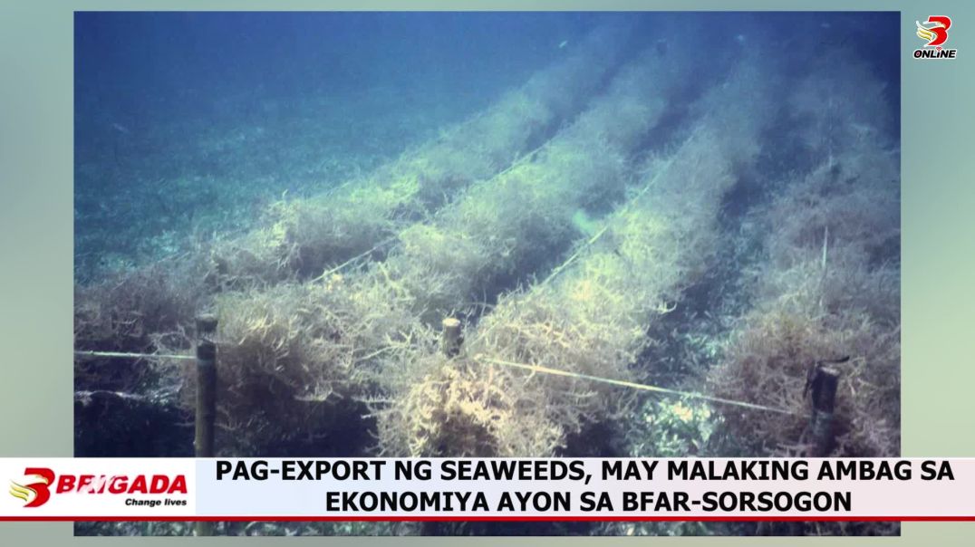 Pag-export ng seaweeds, may malaking ambag sa ekonomiya ayon sa BFAR-sorsogon