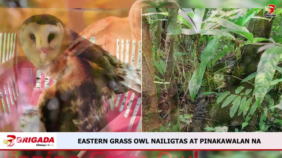 Eastern Grass Owl, nailigtas at pinakawalan na