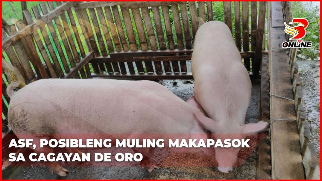 ASF, posibleng muling makapasok sa Cagayan de Oro