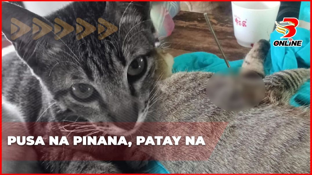 Pusa na pinana, patay na