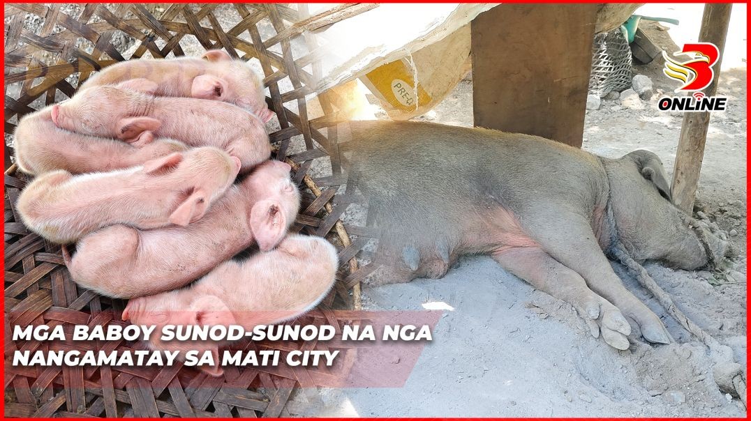 ⁣Mga baboy sunod-sunod na nga nangamatay sa Mati City