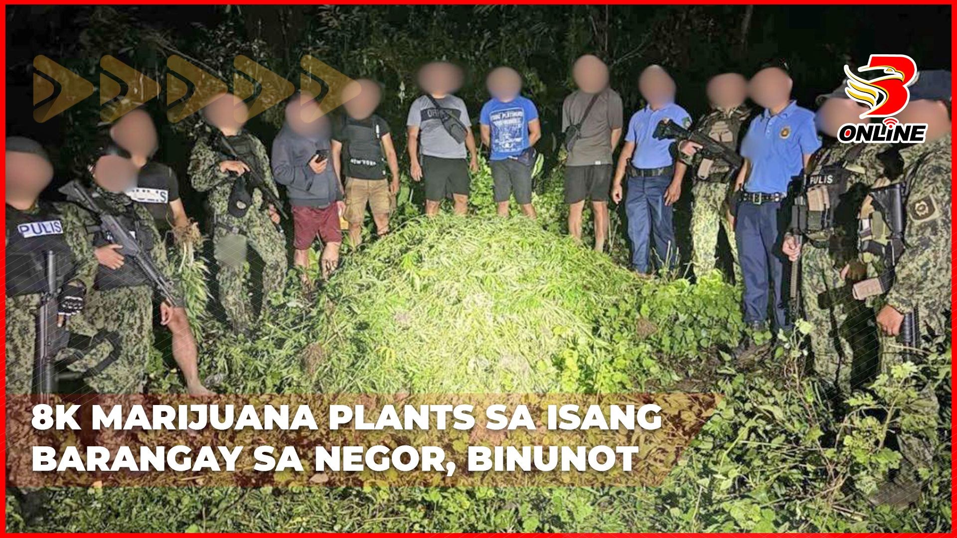 8K marijuana plants sa isang barangay sa NegOr, binunot