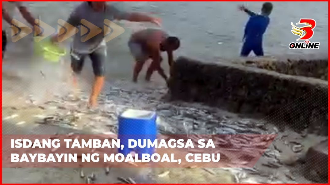 ⁣Isdang tamban, dumagsa sa baybayin ng Moalboal, Cebu