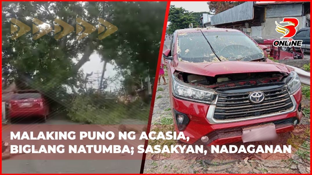 ⁣Malaking puno ng acasia, biglang natumba;Sasakyan, nadaganan