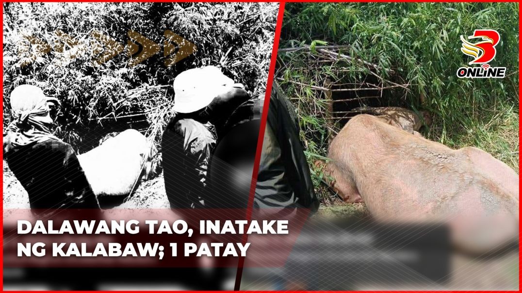 Dalawang tao, inatake ng kalabaw;1 patay