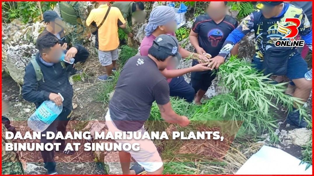 Daan-daang marijuana plants, binunot at sinunog