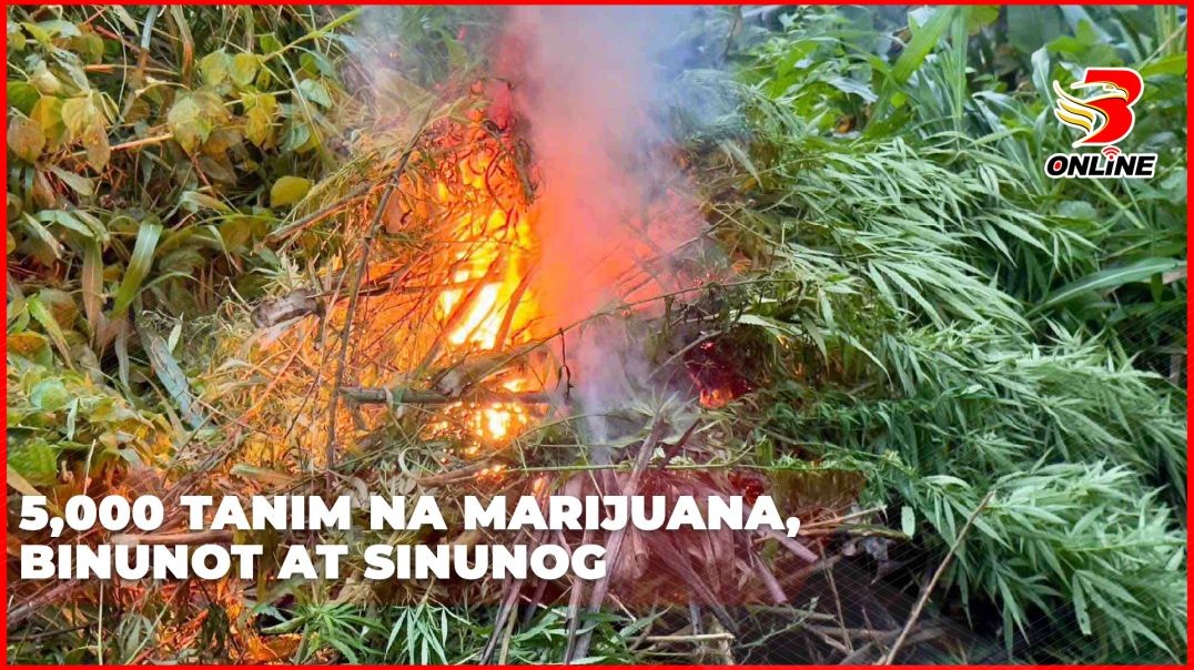 5,000 tanim na Marijuana, binunot at sinunog