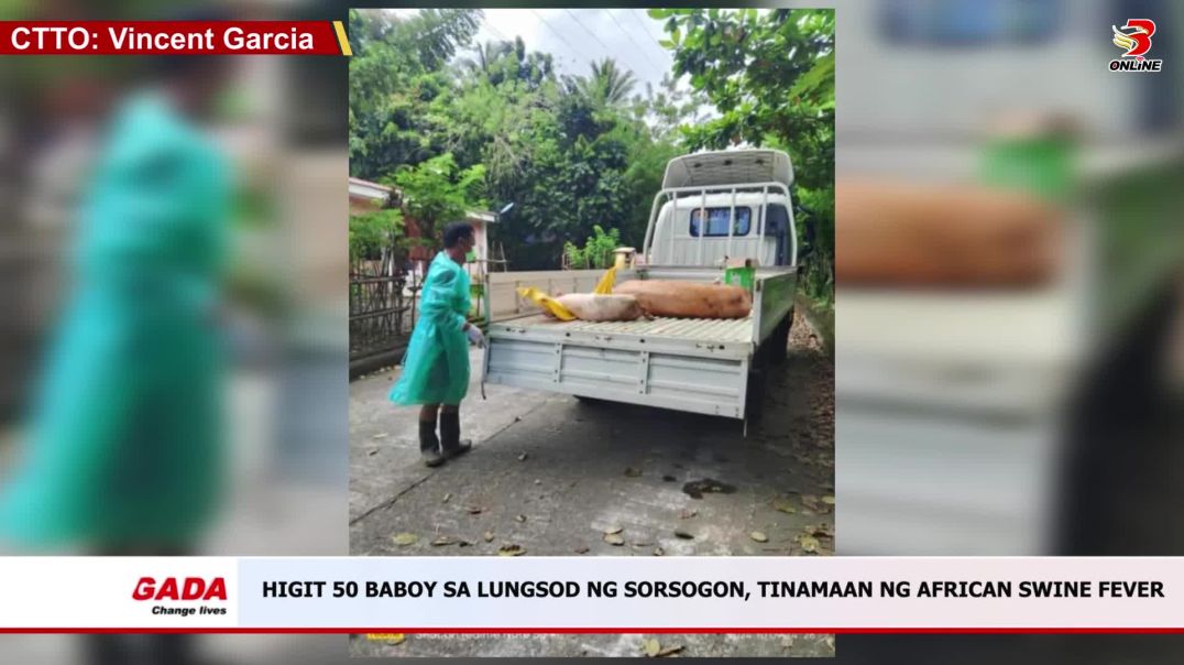 ⁣Higit 50 Baboy sa Lungsod ng Sorsogon, Tinamaan ng African Swine Fever