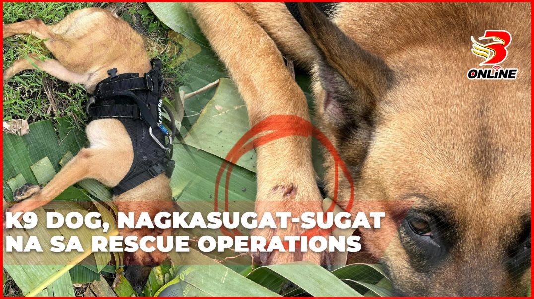 K9 dog, nagkasugat-sugat na sa rescue operations