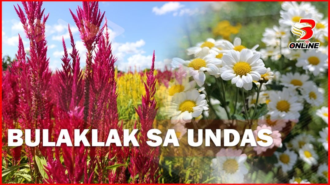 Bulaklak sa Undas