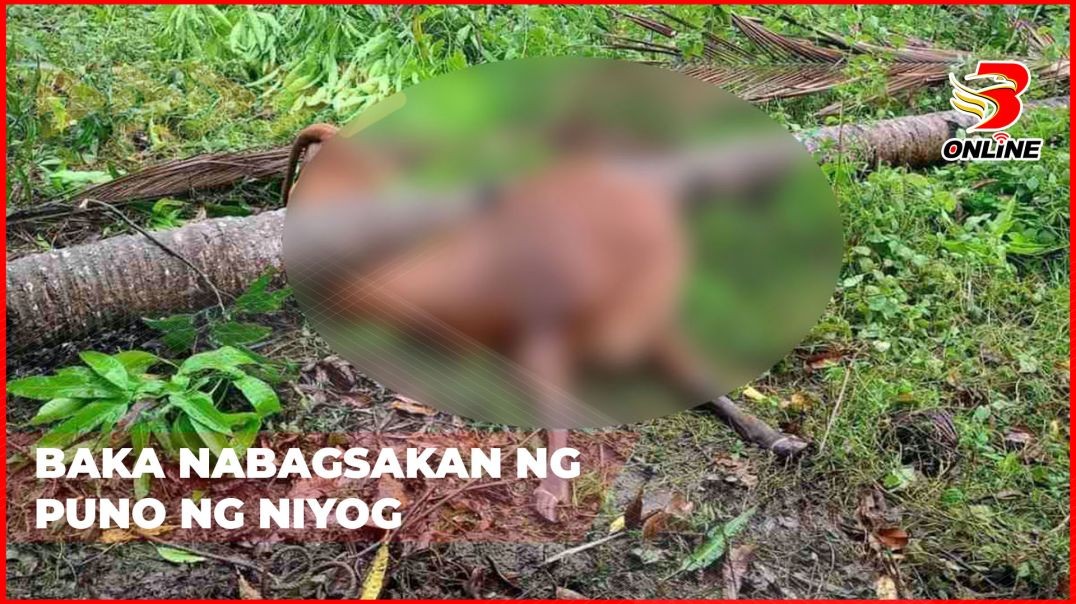 Baka nabagsakan ng puno ng niyog