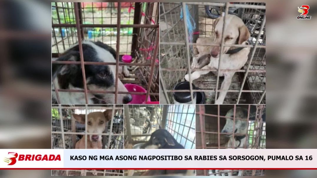 ⁣Kaso ng mga Asong Nagpositibo sa Rabies sa Sorsogon, Pumalo sa 16