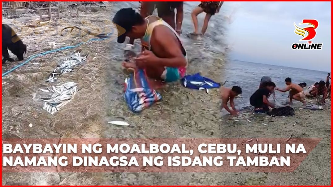 ⁣Baybayin ng Moalboal, Cebu, muli na namang dinagsa ng isdang tamban