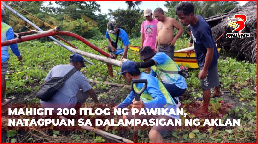 Mahigit 200 itlog ng pawikan, natagpuan sa dalampasigan ng Aklan