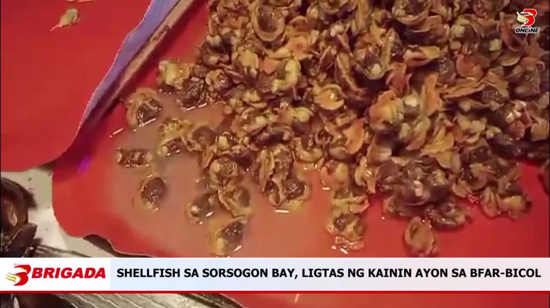 ⁣Shellfish sa Sorsogon Bay, Ligtas ng Kainin Ayon sa BFAR-Bicol