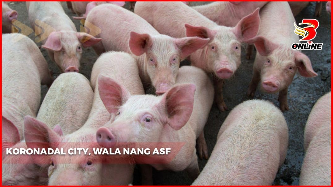⁣Koronadal City, wala nang ASF!