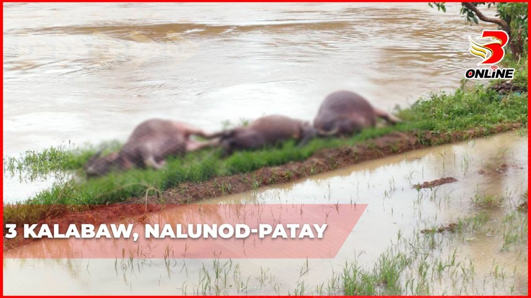 3 kalabaw, nalunod-patay