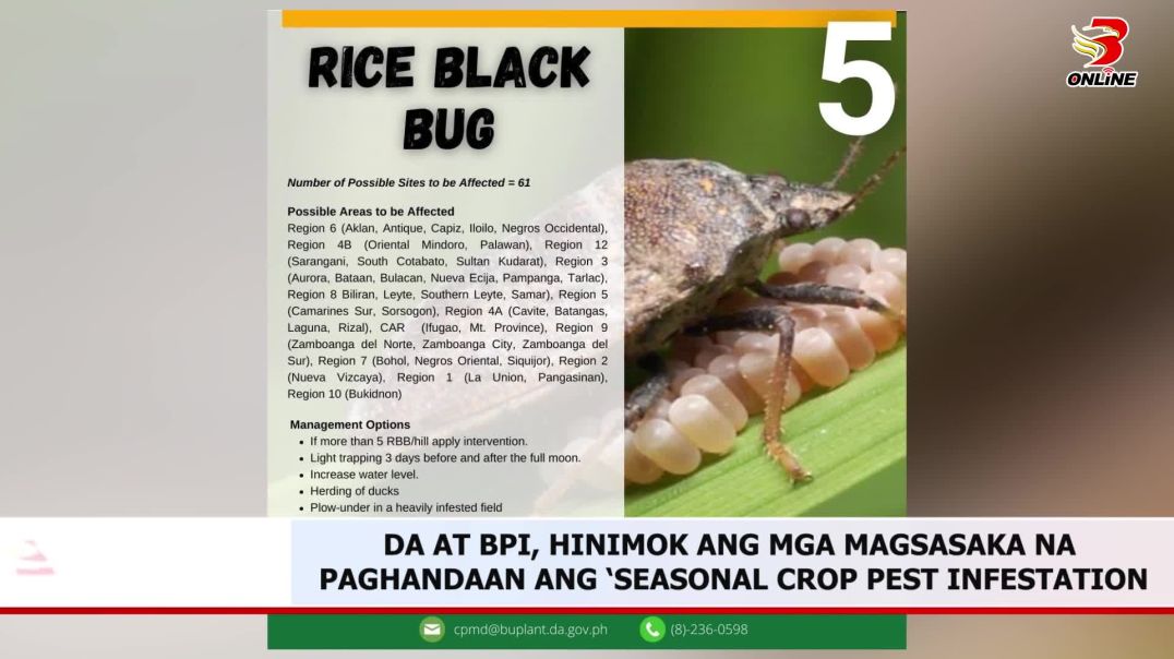 ⁣DA at BPI, hinimok ang mga magsasaka na paghandaan ang ‘seasonal crop pest infestation