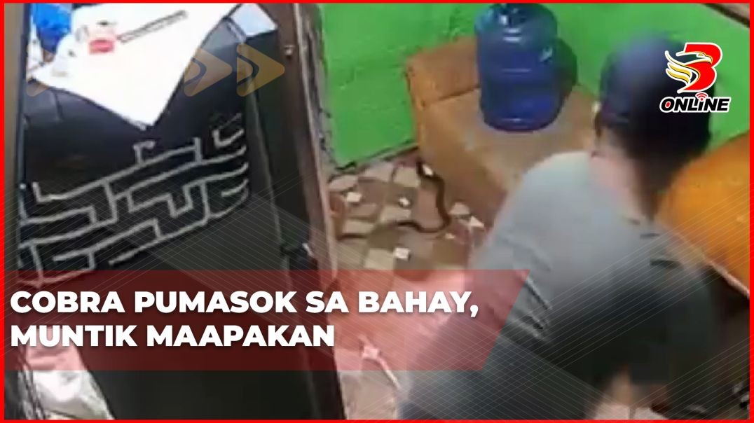 ⁣Cobra, pumasok sa bahay; muntik maapakan