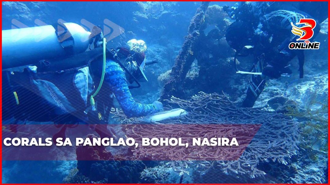 ⁣Corals sa Panglao, Bohol, nasira