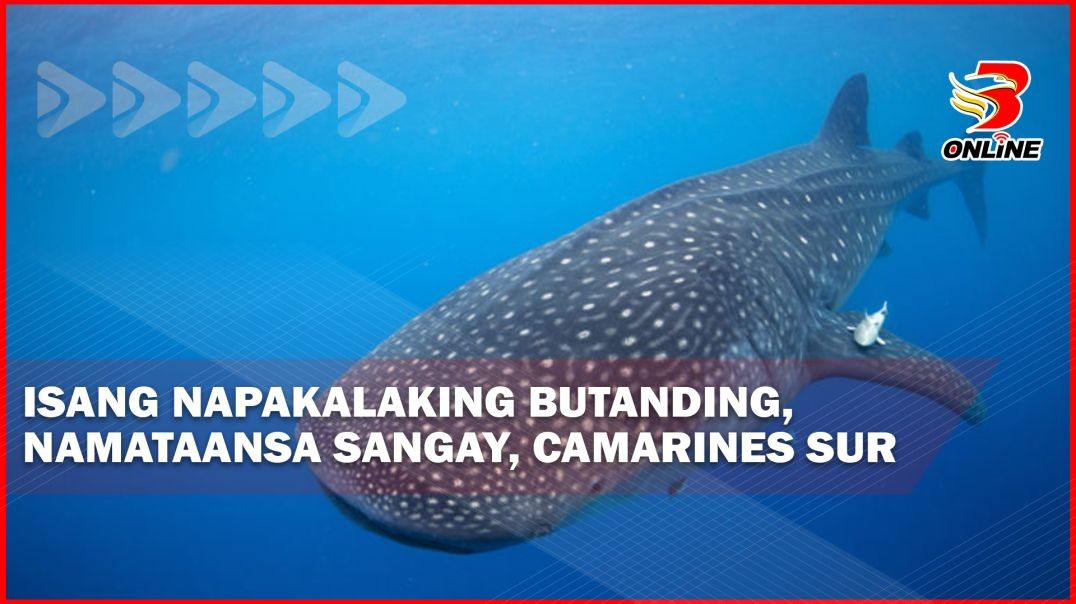 ⁣Isang napakalaking butanding, namataan sa Sagnay, Camarines Sur