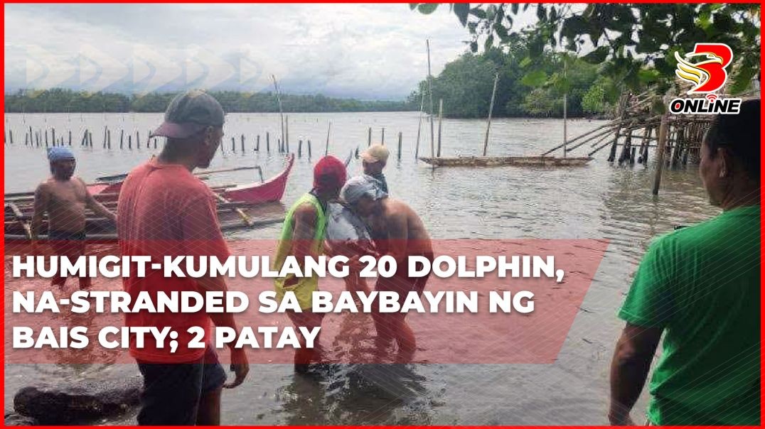 ⁣Humigit-kumulang 20 dolphin, na-stranded sa baybayin ng  Bais City; 2 patay