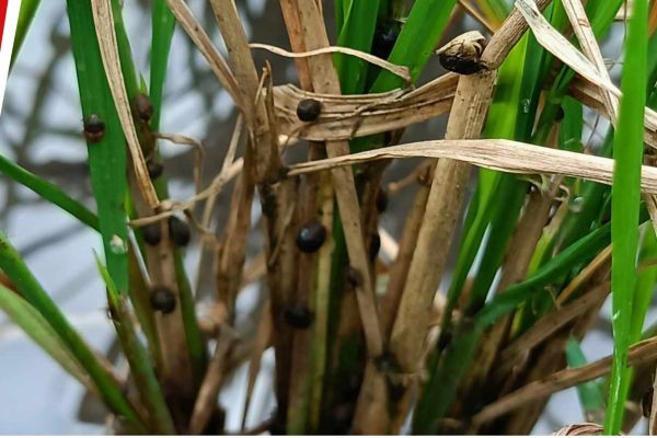 Rice Black Bug, pinoproblema ng ilang Barangay sa Ocampo, Camarines Sur ...