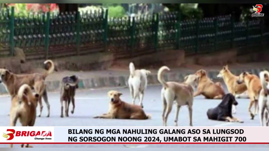 ⁣BILANG NG MGA NAHULING GALANG ASO SA LUNGSOD NG SORSOGON NOONG 2024, UMABOT SA MAHIGIT 700