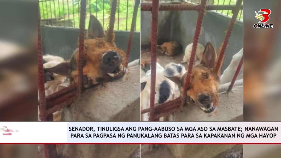 ⁣SENADOR, TINULIGSA ANG PANG-AABUSO SA MGA ASO SA MASBATE; NANAWAGAN PARA SA PAGPASA NG PANUKALANG BA