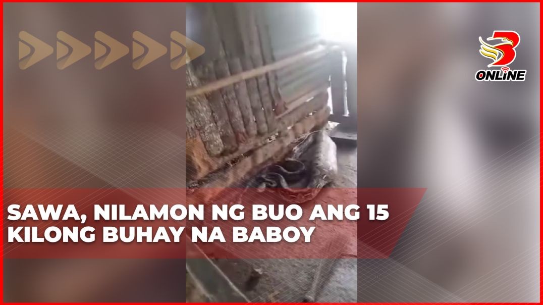 ⁣Sawa, nilamon ng buo ang 15 kilong buhay na baboy
