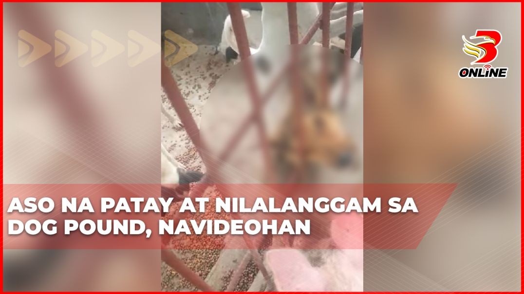 Aso na patay at nilalanggam sa dog pound, navideohan