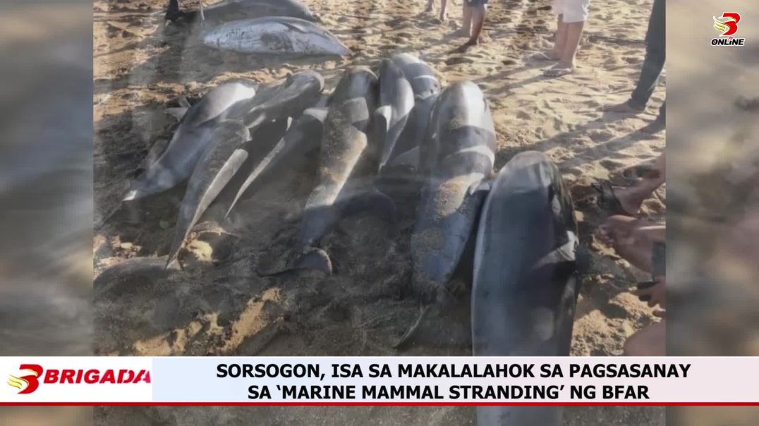 ⁣SORSOGON, ISA SA MAKALALAHOK SA PAGSASANAY SA ‘MARINE MAMMAL STRANDING’ NG BFAR