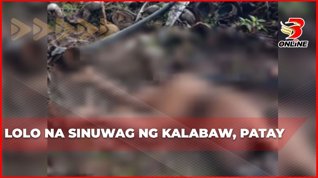 Lolo na sinuwag ng kalabaw, patay