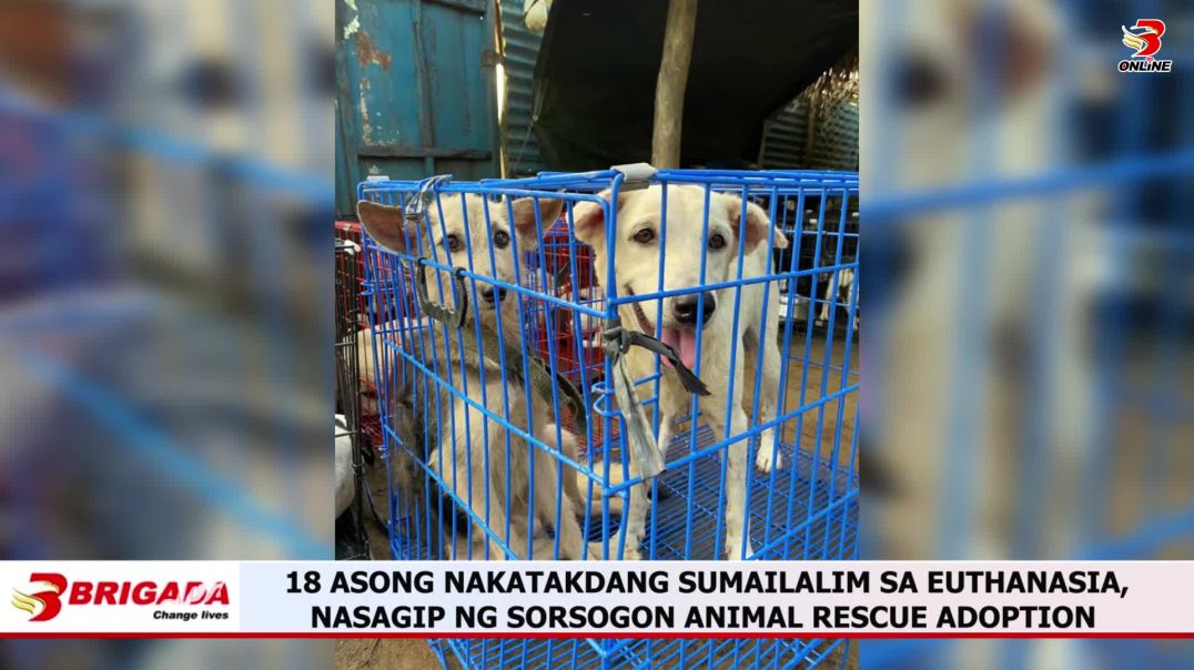 ⁣18 ASONG NAKATAKDANG SUMAILALIM SA EUTHANASIA, NASAGIP NG SORSOGON ANIMAL RESCUE ADOPTION