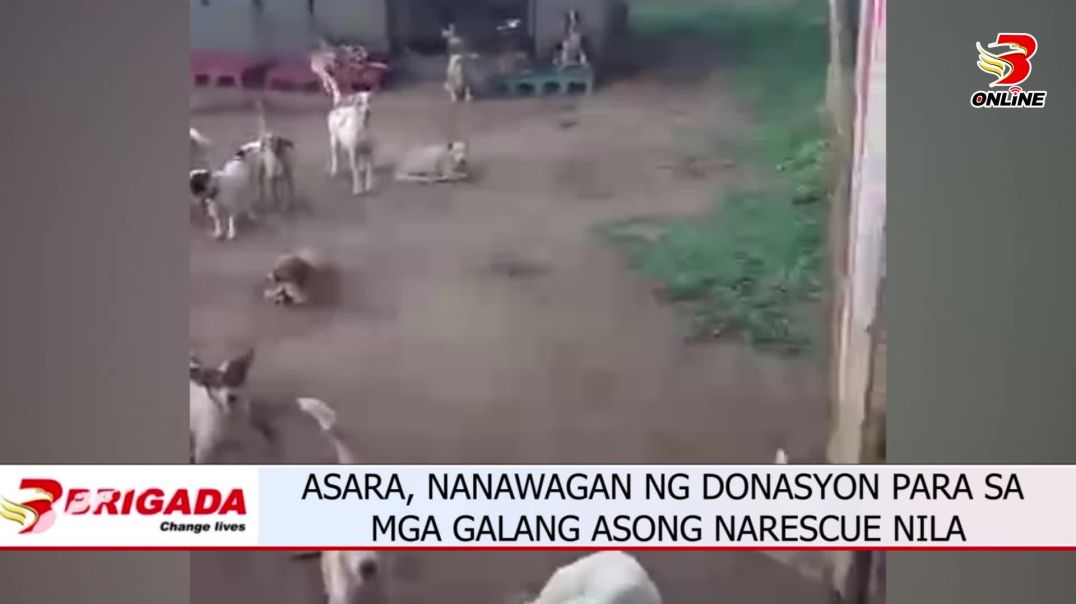 ⁣SARA, NANAWAGAN NG DONASYON PARA SA MGA GALANG ASONG NARESCUE NILA
