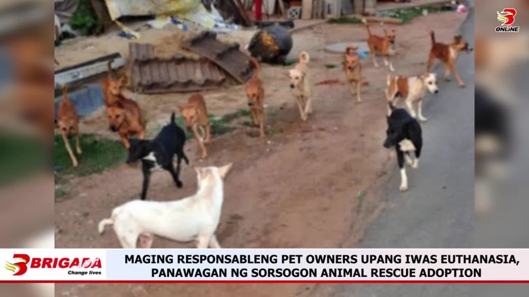 ⁣MAGING RESPONSABLENG PET OWNERS UPANG IWAS EUTHANASIA, PANAWAGAN NG SORSOGON ANIMAL RESCUE ADOPTION