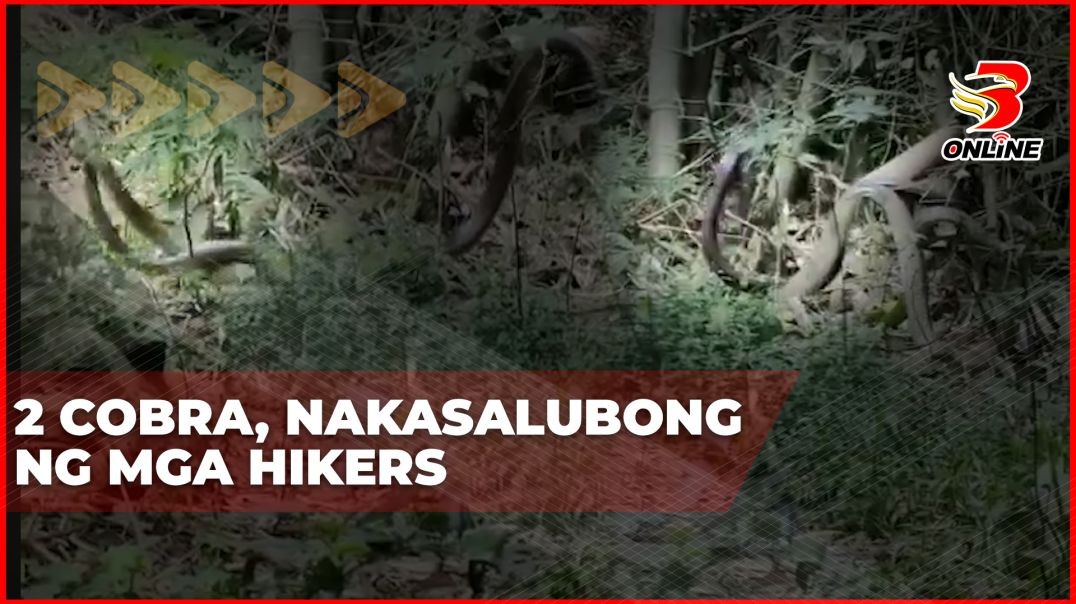 ⁣2 cobra, nakasalubong ng mga hikers