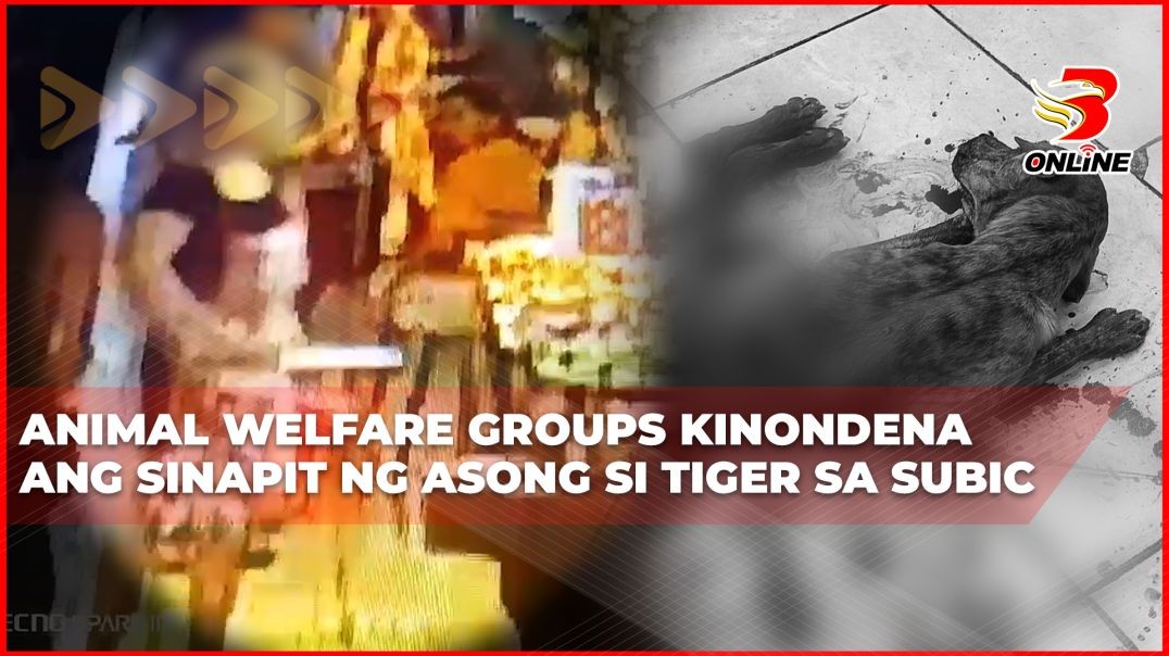 Animal welfare groups kinondena ang sinapit ng asong si Tiger sa Subic
