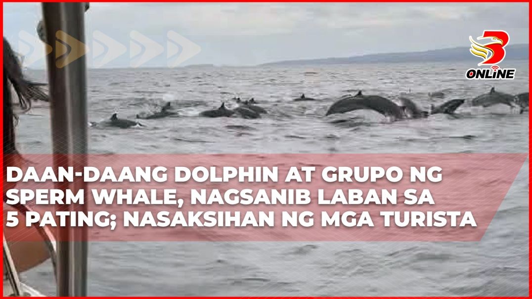 ⁣Daan-daang dolphin at grupo ng sperm whale, nagsanib laban sa 5 pating; nasaksihan ng mga turista