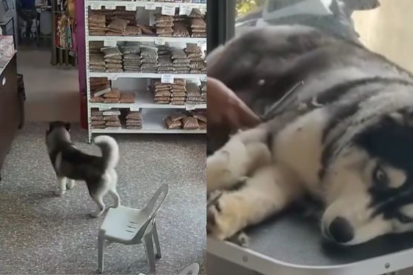 Husky, mag-isang bumisita sa Vet