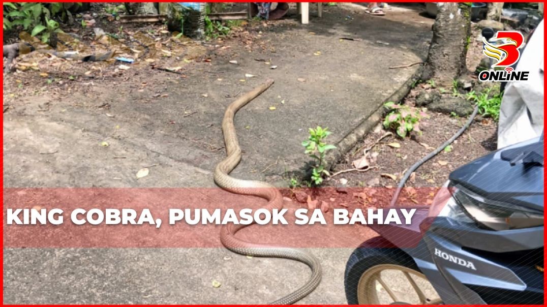 ⁣King Cobra, pumasok sa bahay