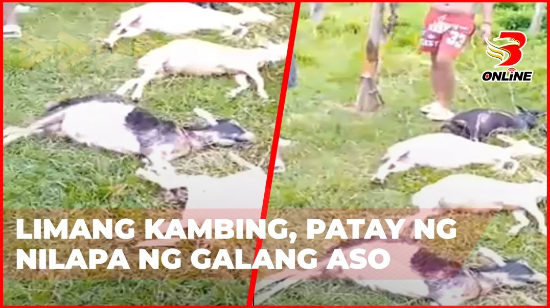 ⁣Limang kambing, patay ng nilapa ng galang aso