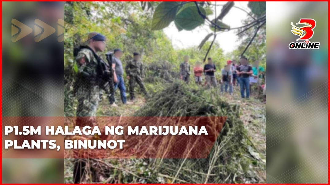 ⁣P1.5M halaga ng marijuana plants, binunot