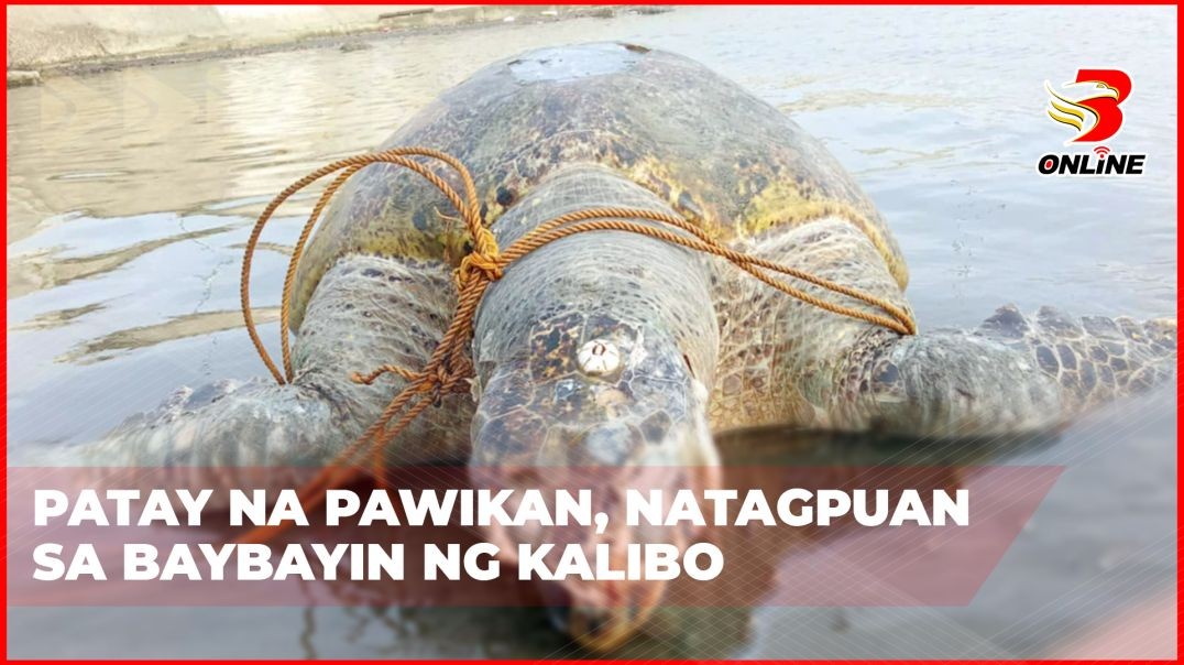 ⁣Patay na pawikan, natagpuan sa baybayin ng Kalibo