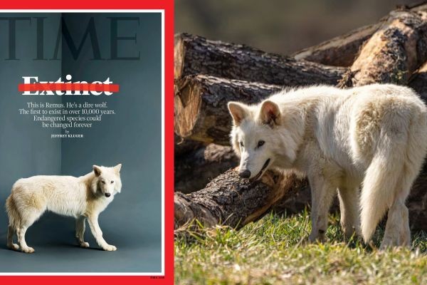 Extinct dire wolf, bumalik matapos ang 12,000 years?