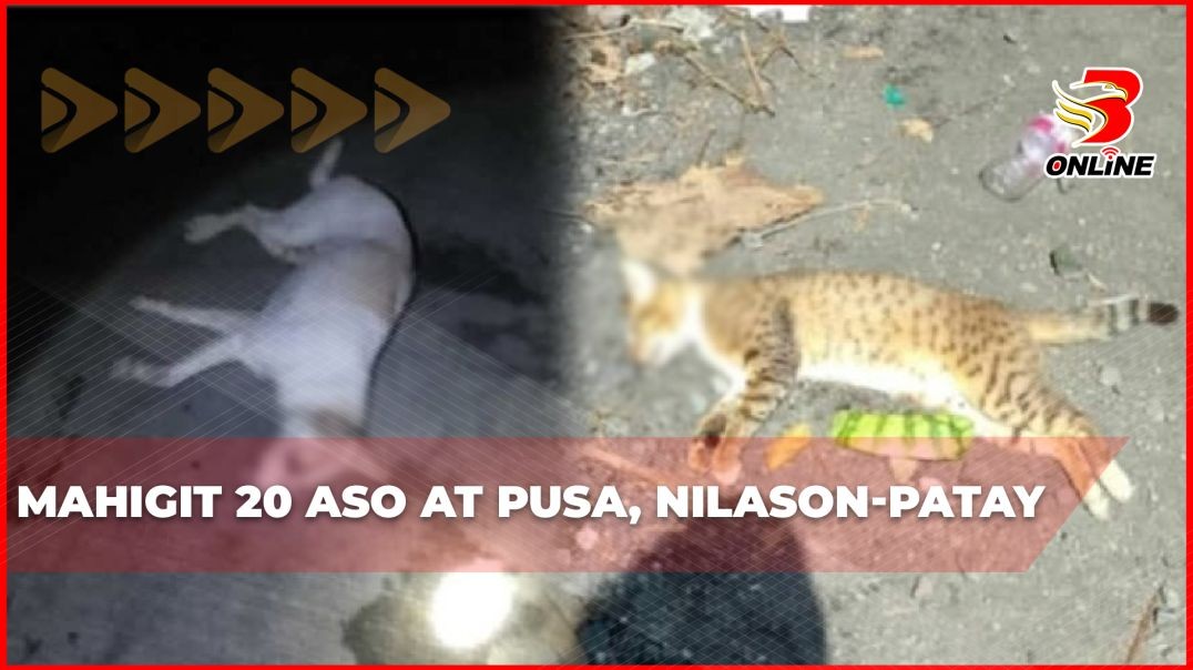 ⁣Mahigit 20 aso at pusa, nilason-patay