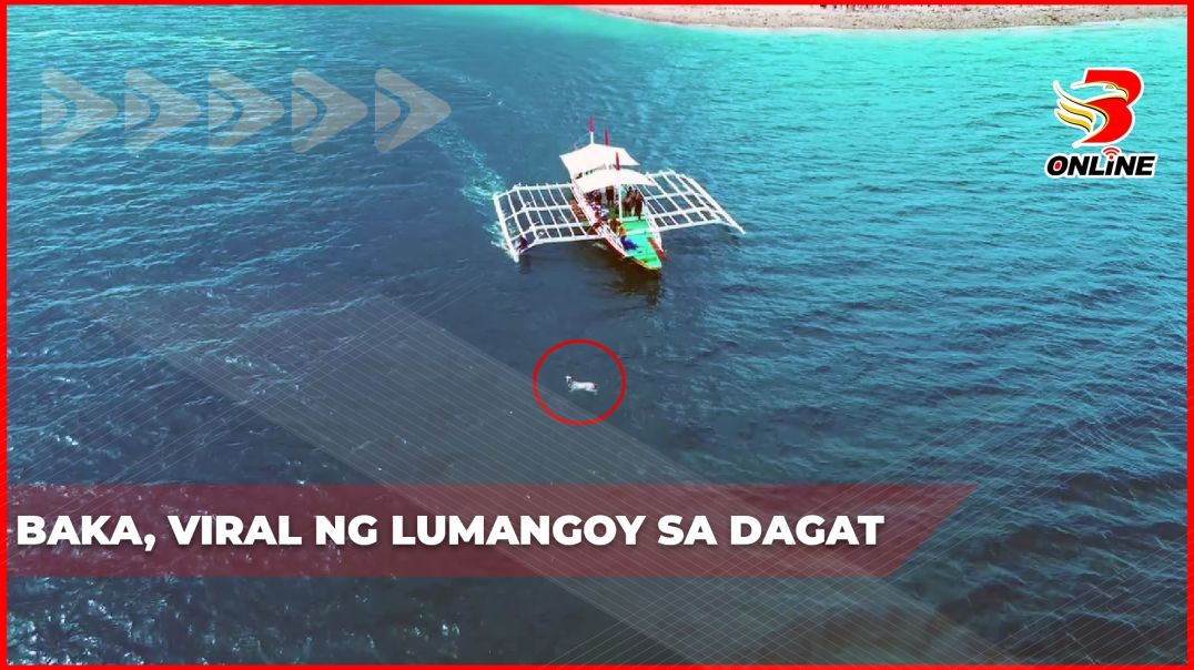 ⁣Baka, viral ng lumangoy sa dagat