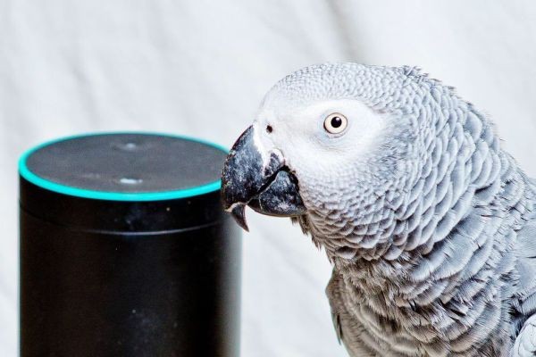 Isang parrot sa UK nauutusan umanong mag-order online