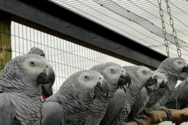 5 parrot, pinaghiwa-hiwalay matapos matutong magmura sa mga bisita